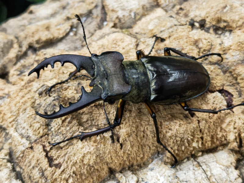 2023.8.1.新入荷!!