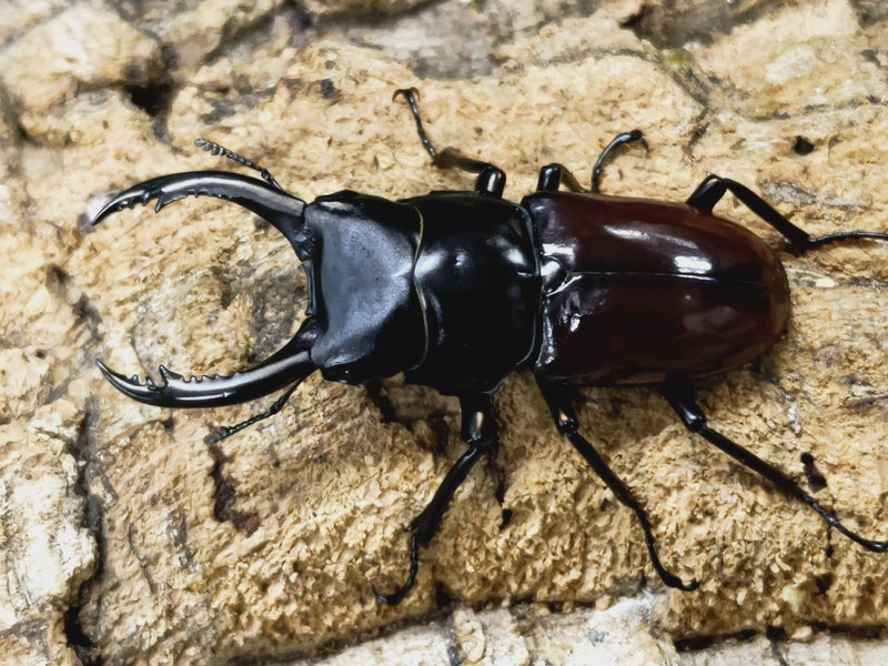 2023.8.8.新入荷!!