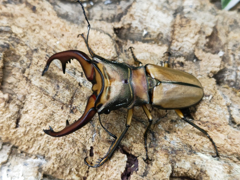 2023.8.12.新入荷!!