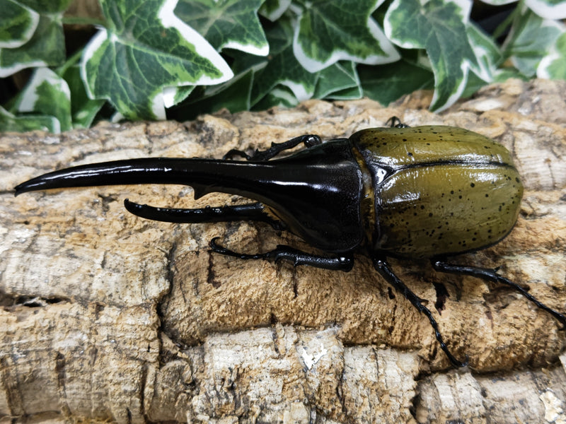 2023.8.13.新入荷!!