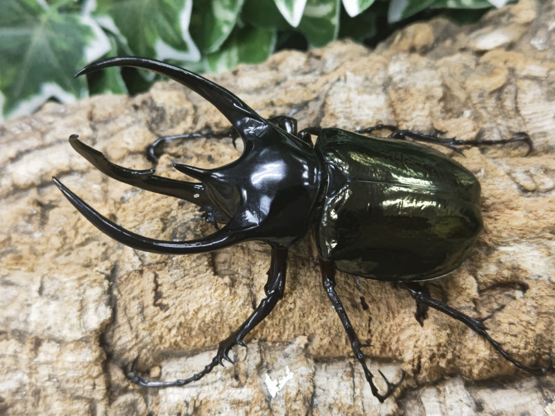 2023.8.14.新入荷!!