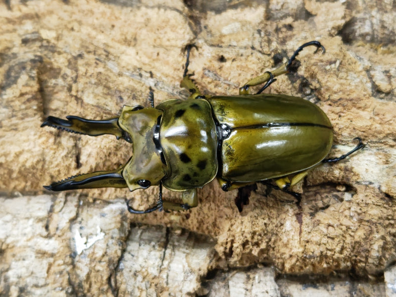 2023.8.18.新入荷!!