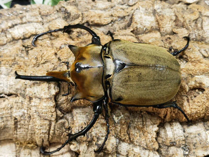 2023.8.21.新入荷!!