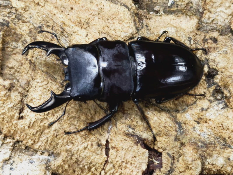 2023.8.25.新入荷!!