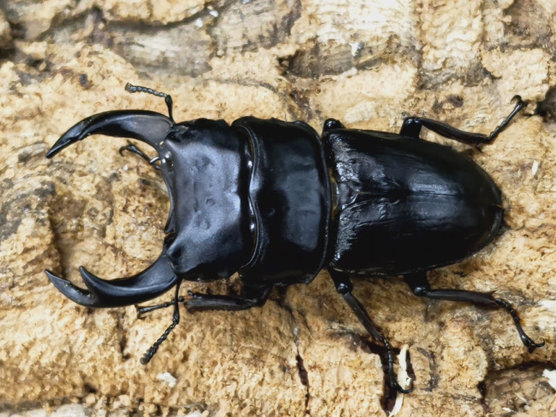 2023.8.28.新入荷!!