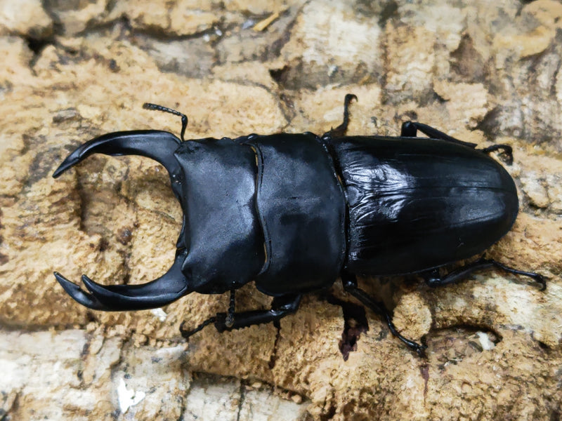 2023.8.31.新入荷!!