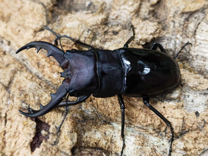 2023.9.1.新入荷!!