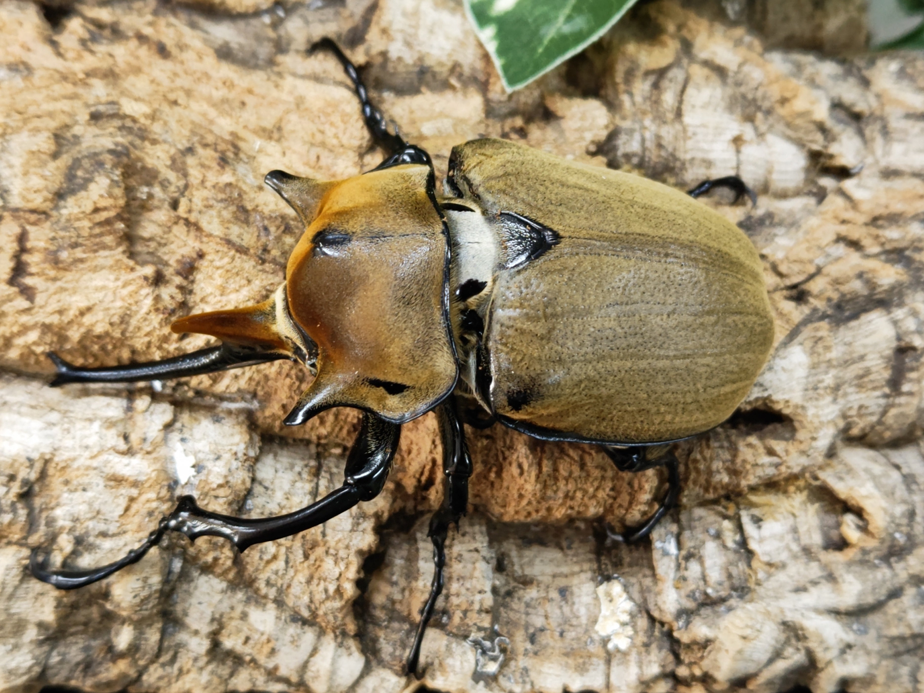 ♀78mm ペット用品 激レア 標本 アヌビスゾウカブト ペア ブラジル産