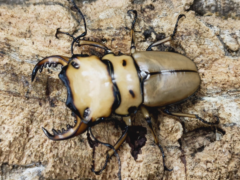 2023.9.29.新入荷!!