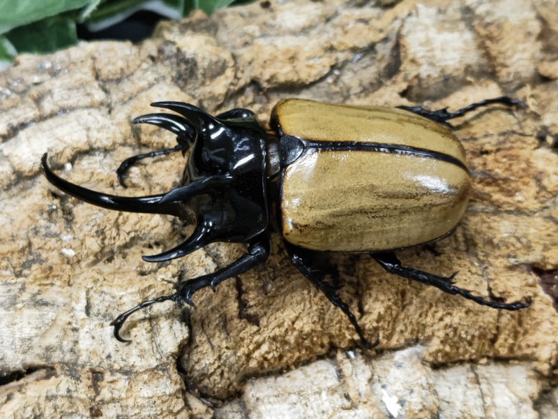 2023.9.30.新入荷!!