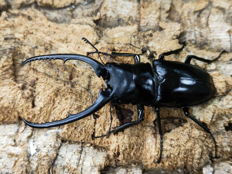 2023.10.2.新入荷!!