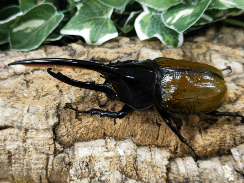 2023.10.3.新入荷!!