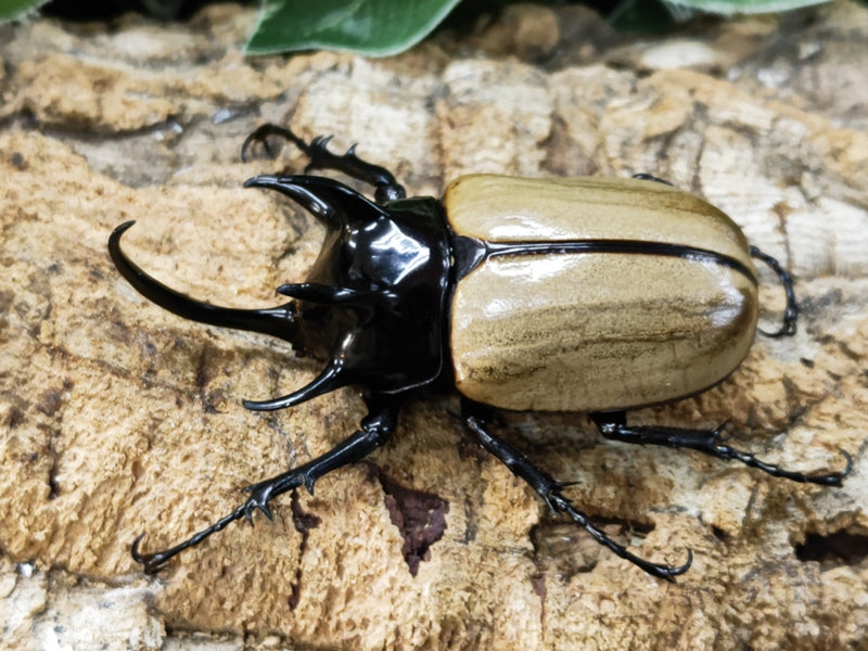 2023.10.5.新入荷!!