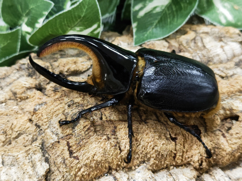 2023.10.12.新入荷!!