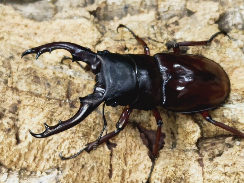 2023.10.14.新入荷!!