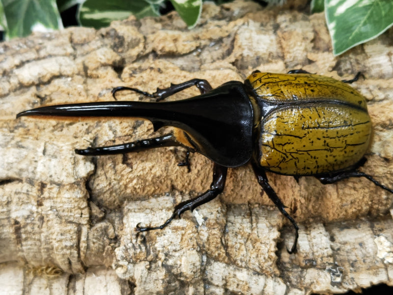 2023.10.15.新入荷!!