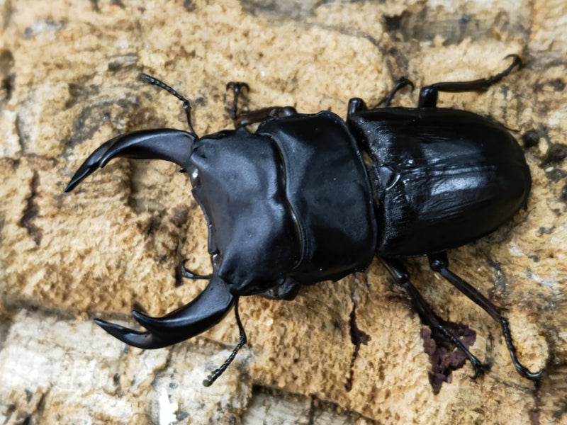 2023.10.17.新入荷!!