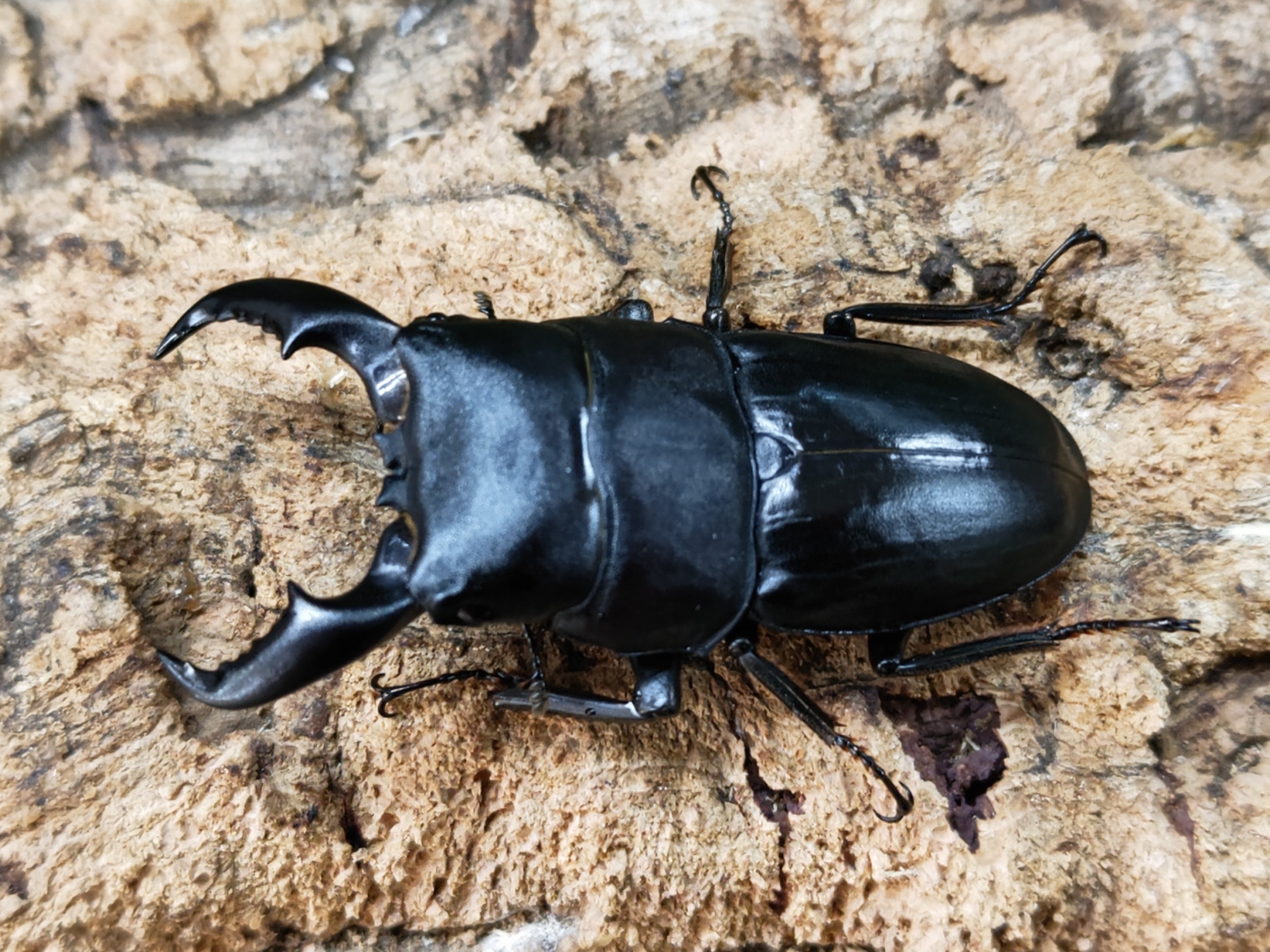 国産外国産カブトムシ・クワガタムシ等昆虫専門店カラーズ