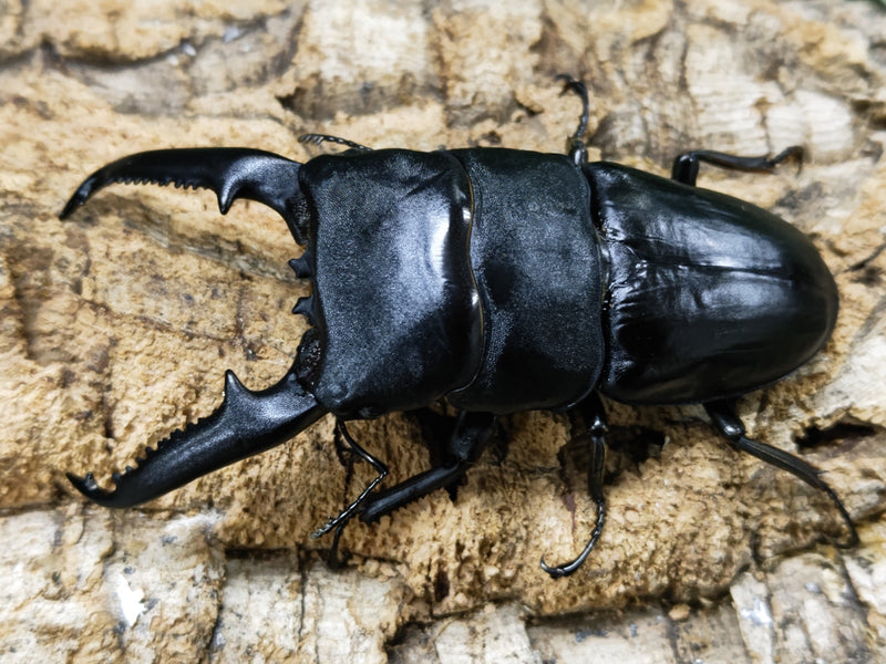 2023.11.7.新入荷!!