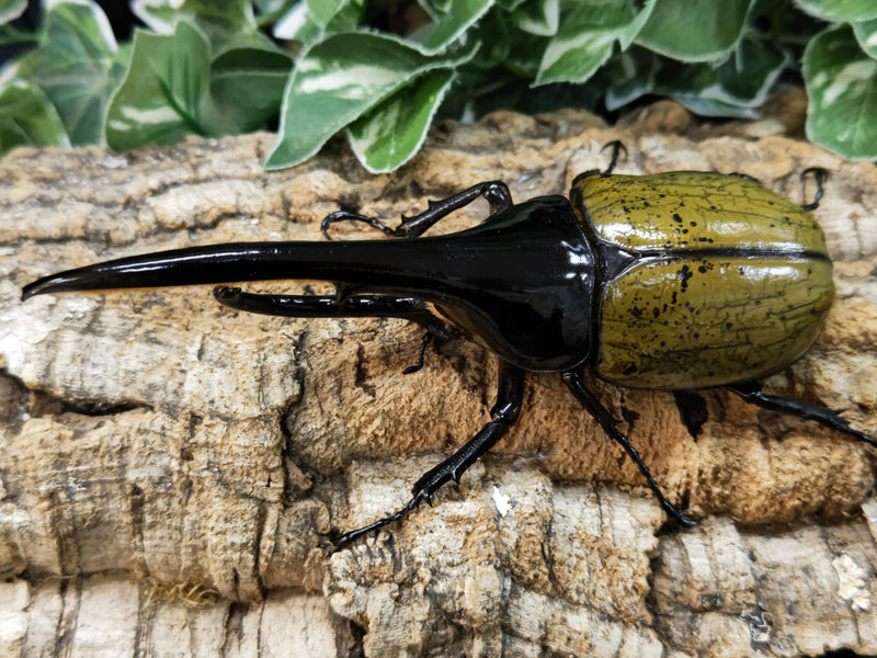 2023.11.9.新入荷!!