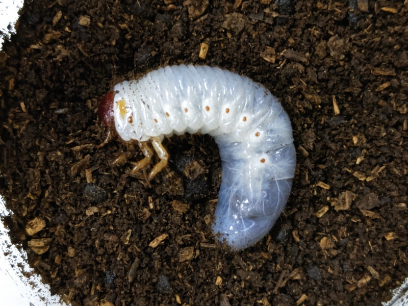 2023.11.11.新入荷!!