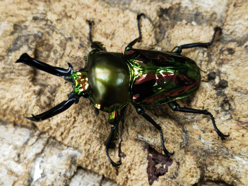 2023.11.12.新入荷!!