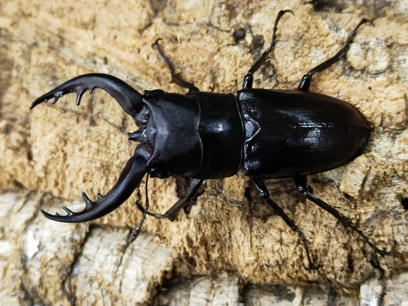 2023.11.13.新入荷!!