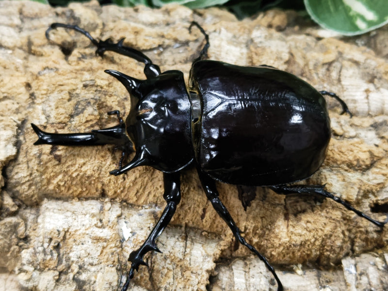 2023.11.14.新入荷!!