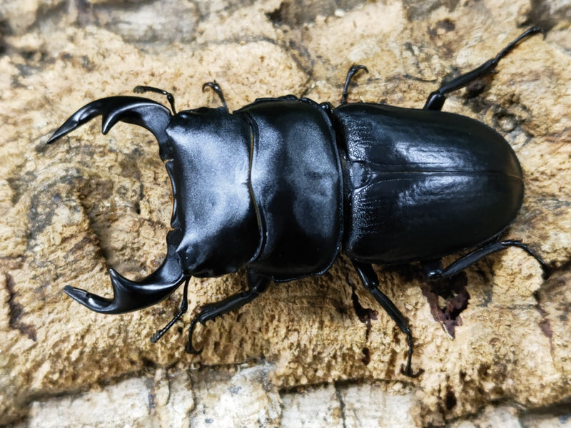 2023.11.16.新入荷!!