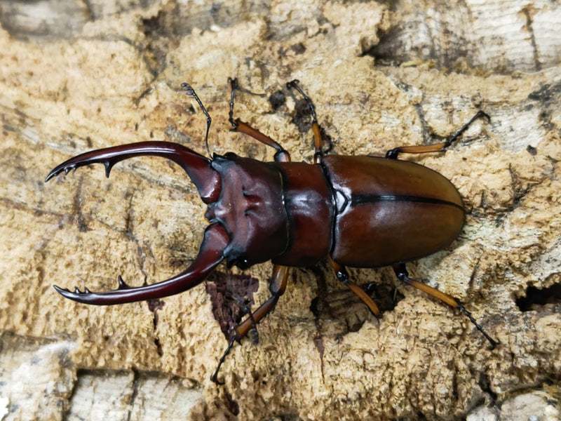 2023.11.21.新入荷!!