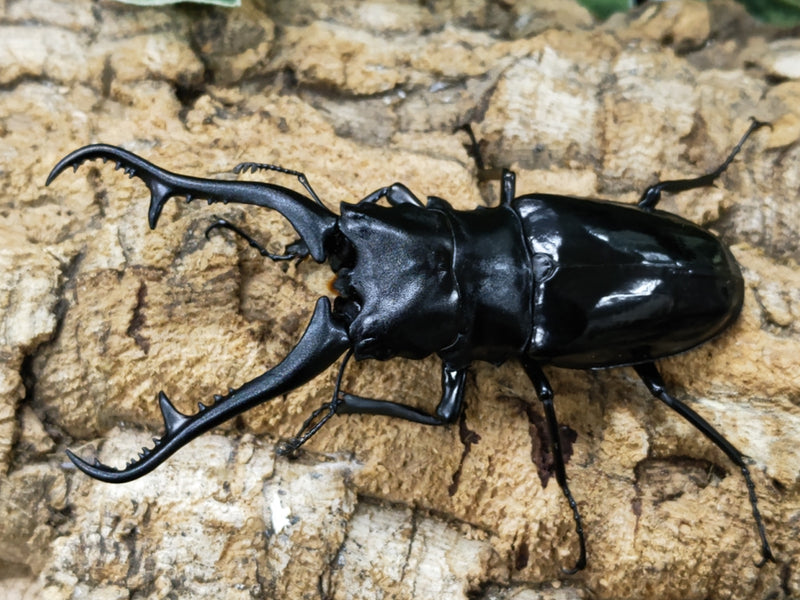 2023.12.5.新入荷!!