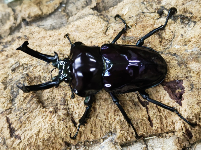 2023.12.7.新入荷!!