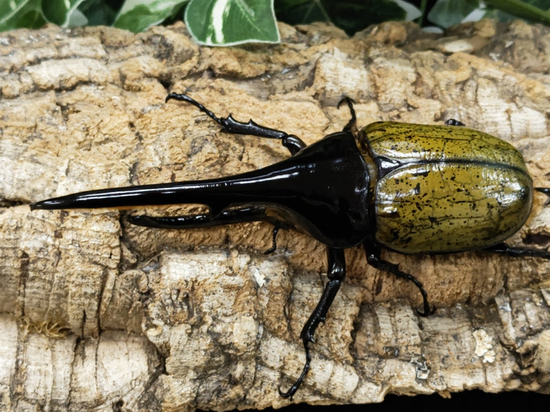 2023.12.8.新入荷!!