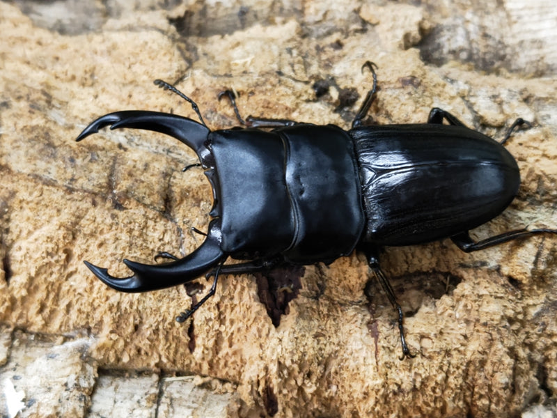 2023.12.10.新入荷!!