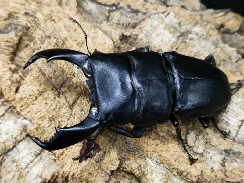 2023.12.11.新入荷!!