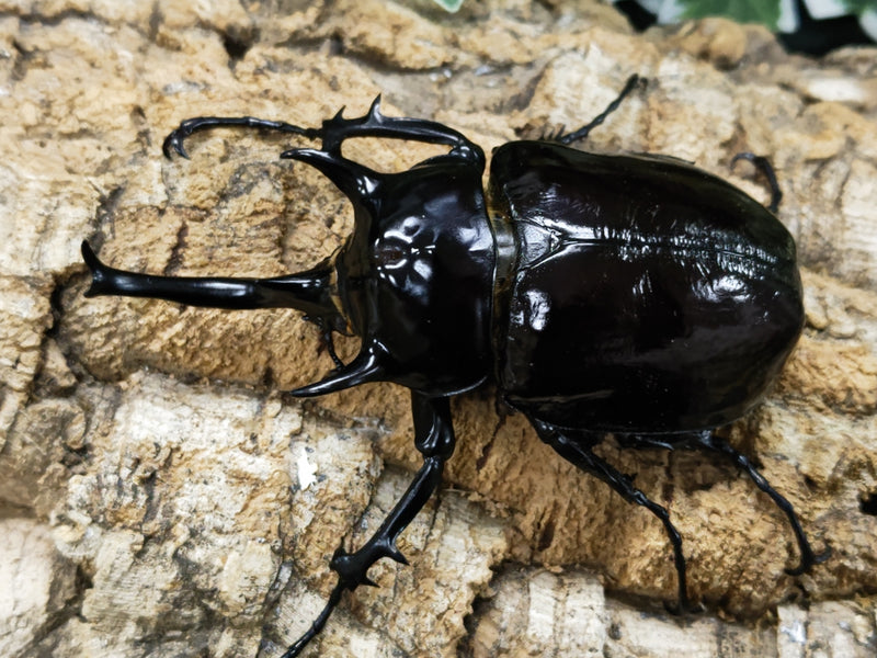 2023.12.14.新入荷!!