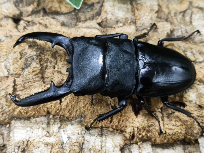 2023.12.17.新入荷!!