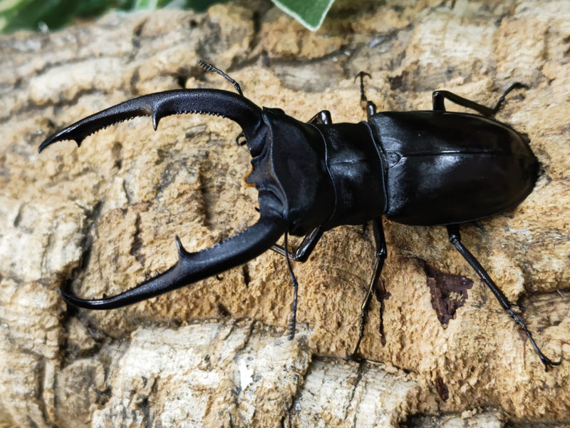 2023.12.24.新入荷!!