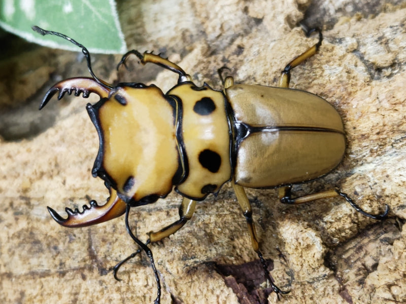 2024.1.2.新入荷!!