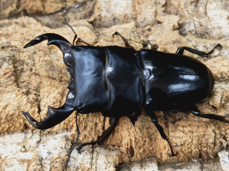 2024.1.6.新入荷!!