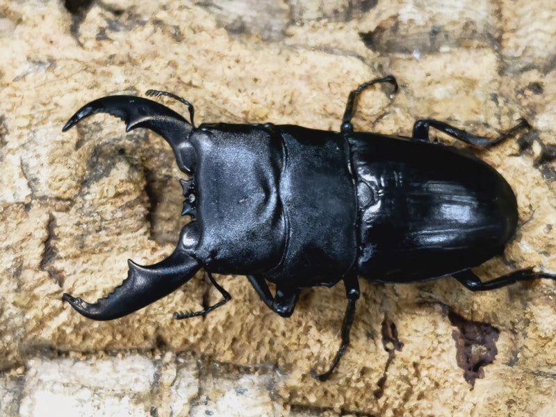 2024.1.14.新入荷!!