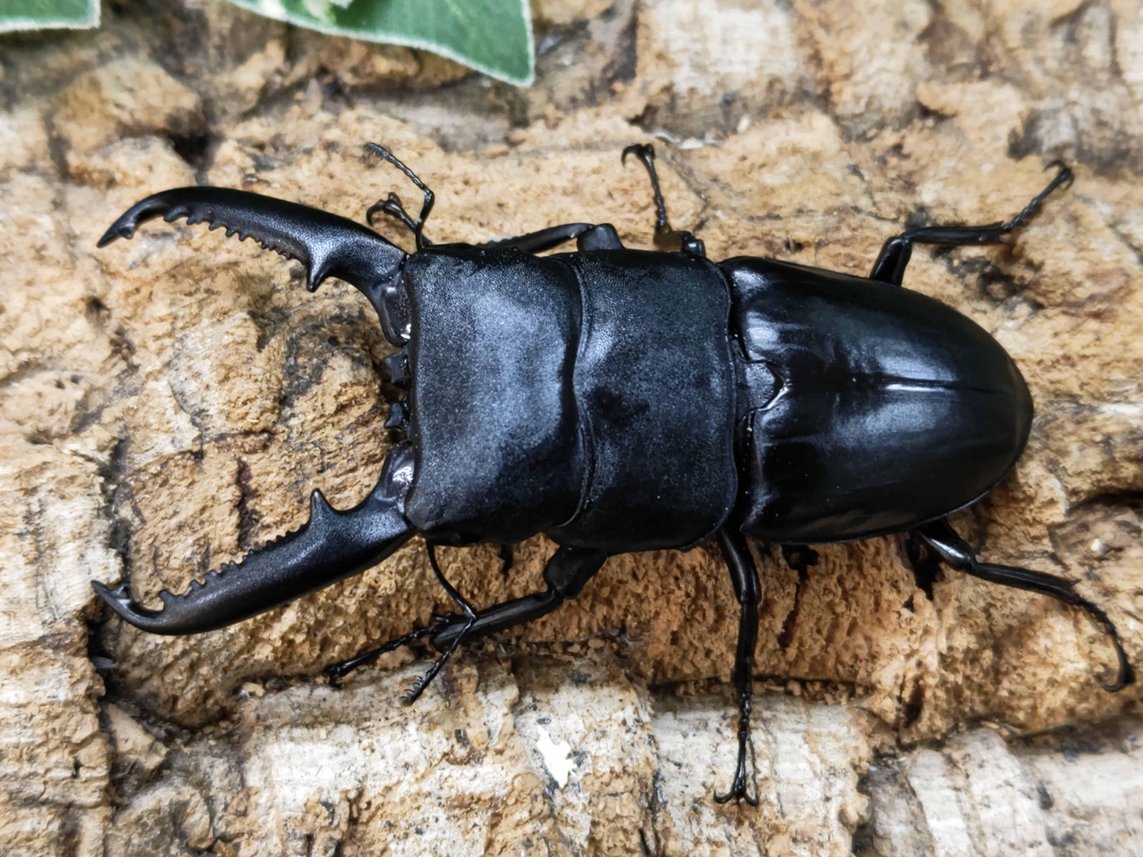 カブトムシ、クワガタムシ福袋 外国産メイン - その他