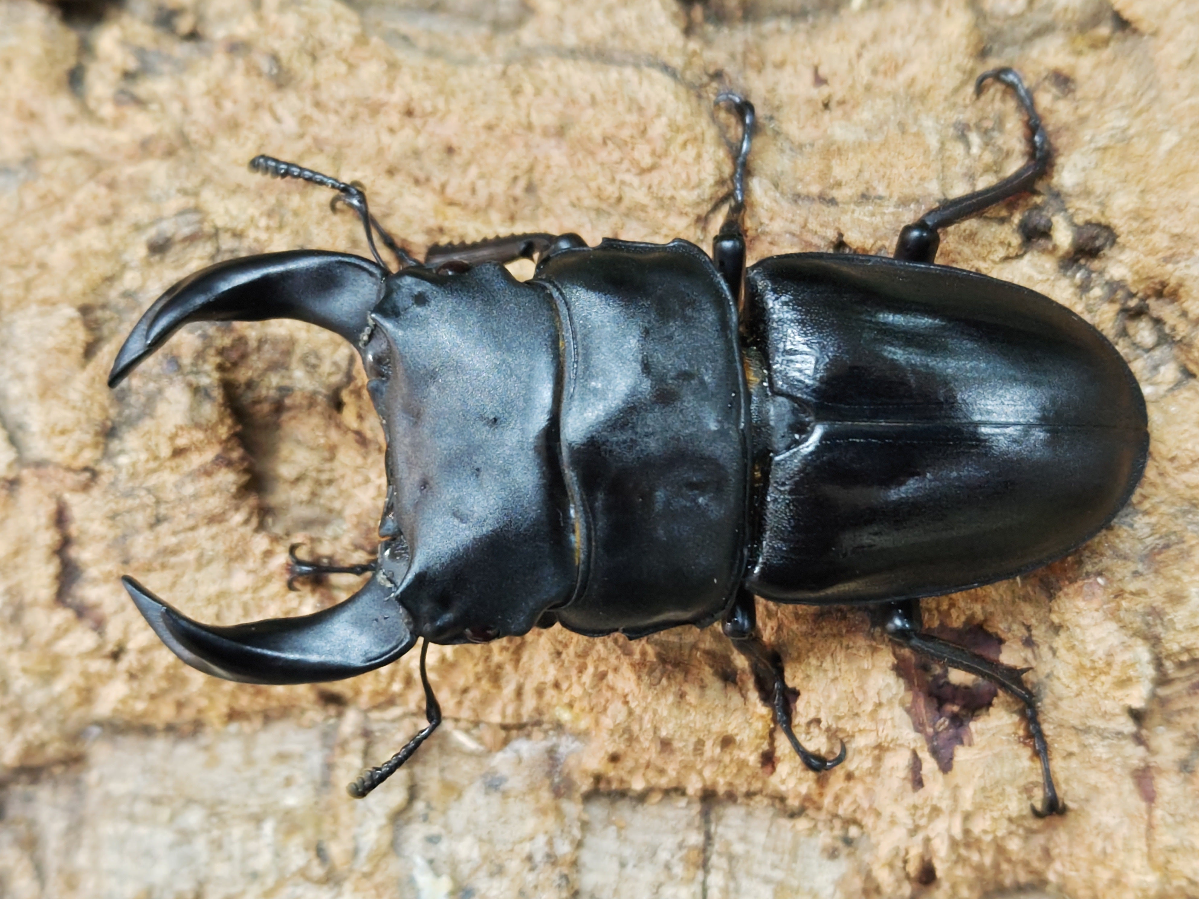 国産外国産カブトムシ・クワガタムシ等昆虫専門店カラーズ