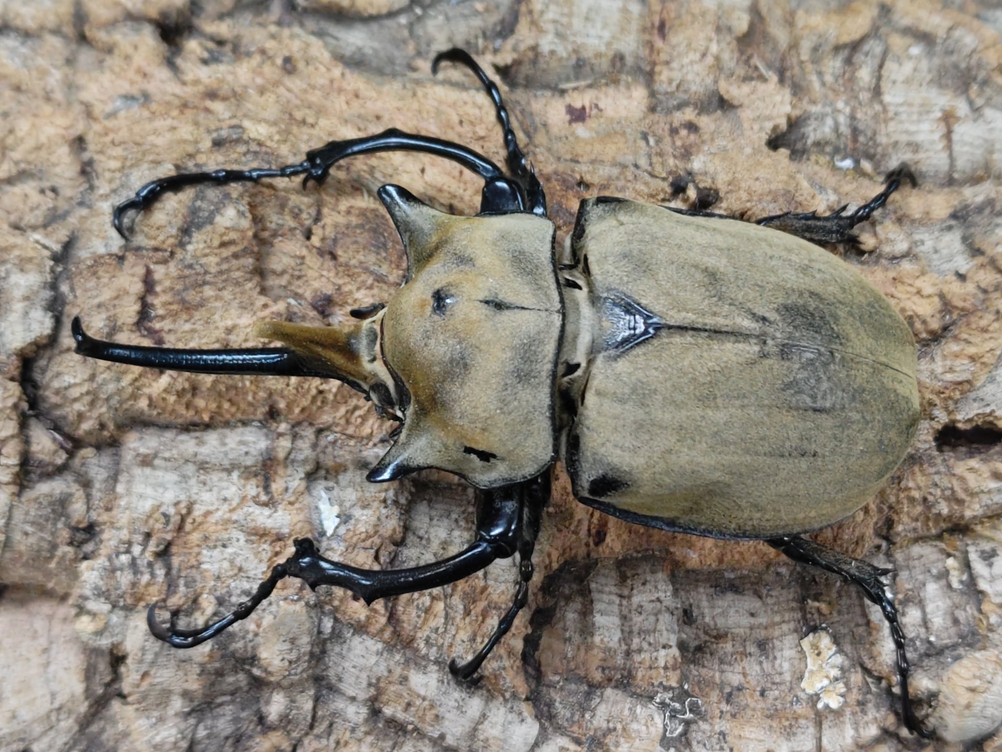 新入荷昆虫情報 – ページ 3 – クワガタムシ・カブトムシ昆虫専門店COLORS