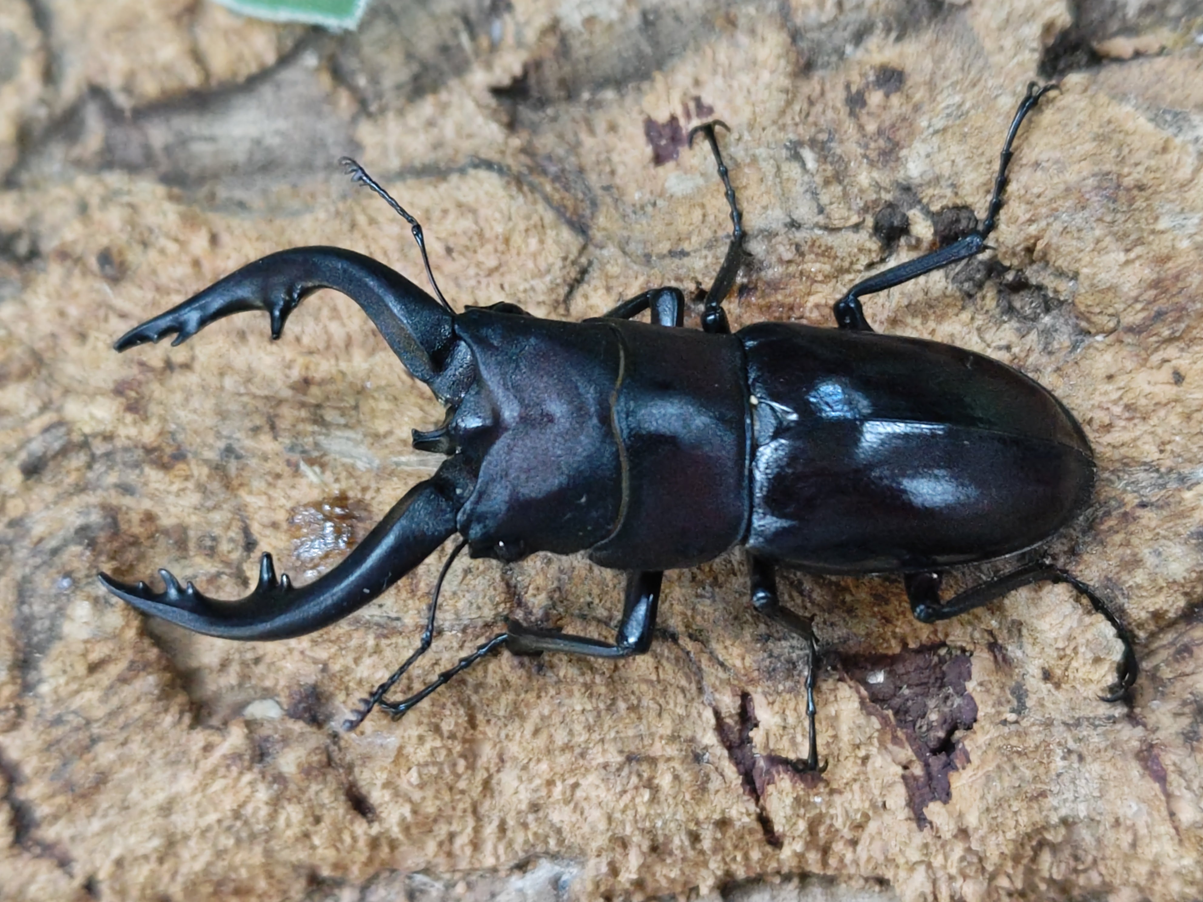 国産外国産カブトムシ・クワガタムシ等昆虫専門店カラーズ – クワガタムシ・カブトムシ昆虫専門店COLORS