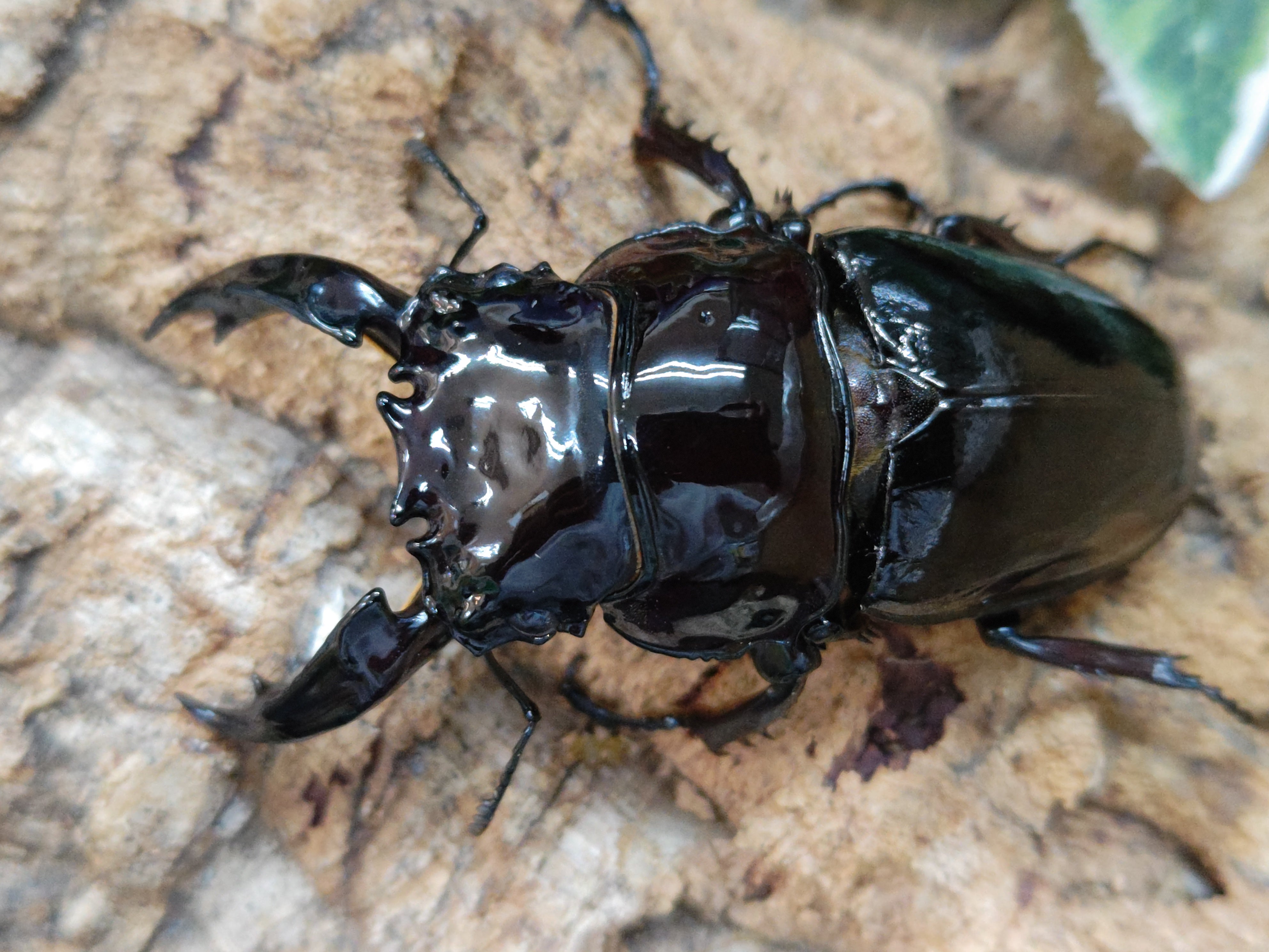 国産外国産カブトムシ・クワガタムシ等昆虫専門店カラーズ – クワガタムシ・カブトムシ昆虫専門店COLORS