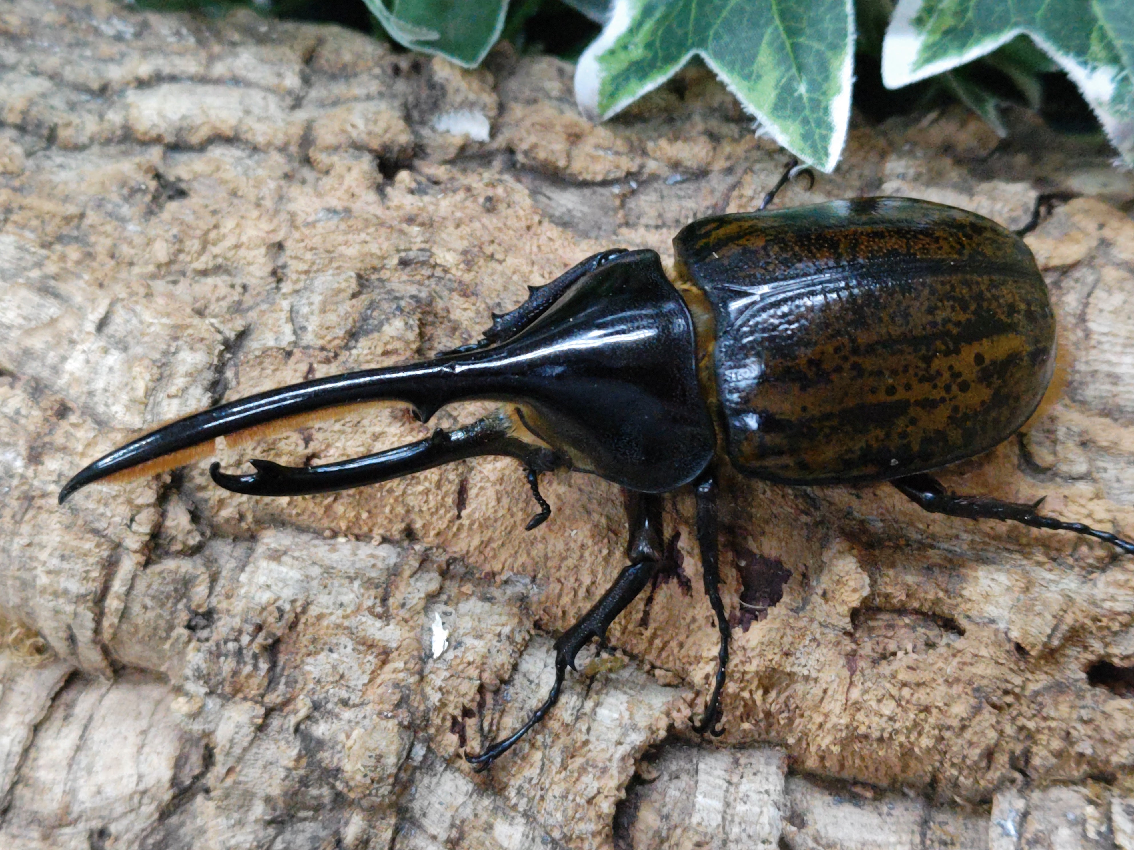 国産外国産カブトムシ・クワガタムシ等昆虫専門店カラーズ – クワガタムシ・カブトムシ昆虫専門店COLORS