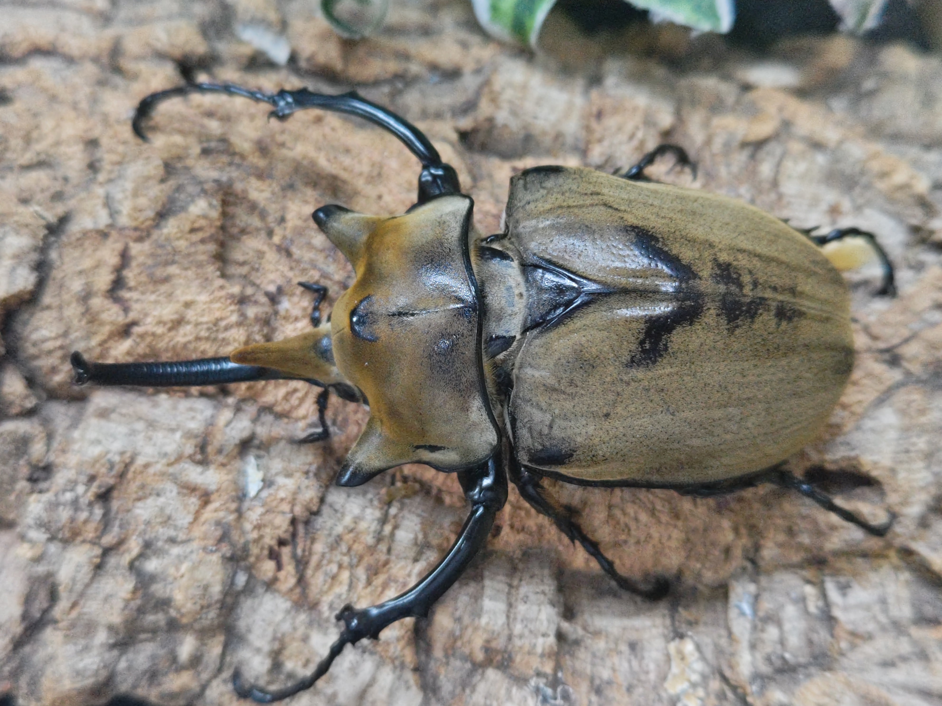 国産外国産カブトムシ・クワガタムシ等昆虫専門店カラーズ – クワガタムシ・カブトムシ昆虫専門店COLORS