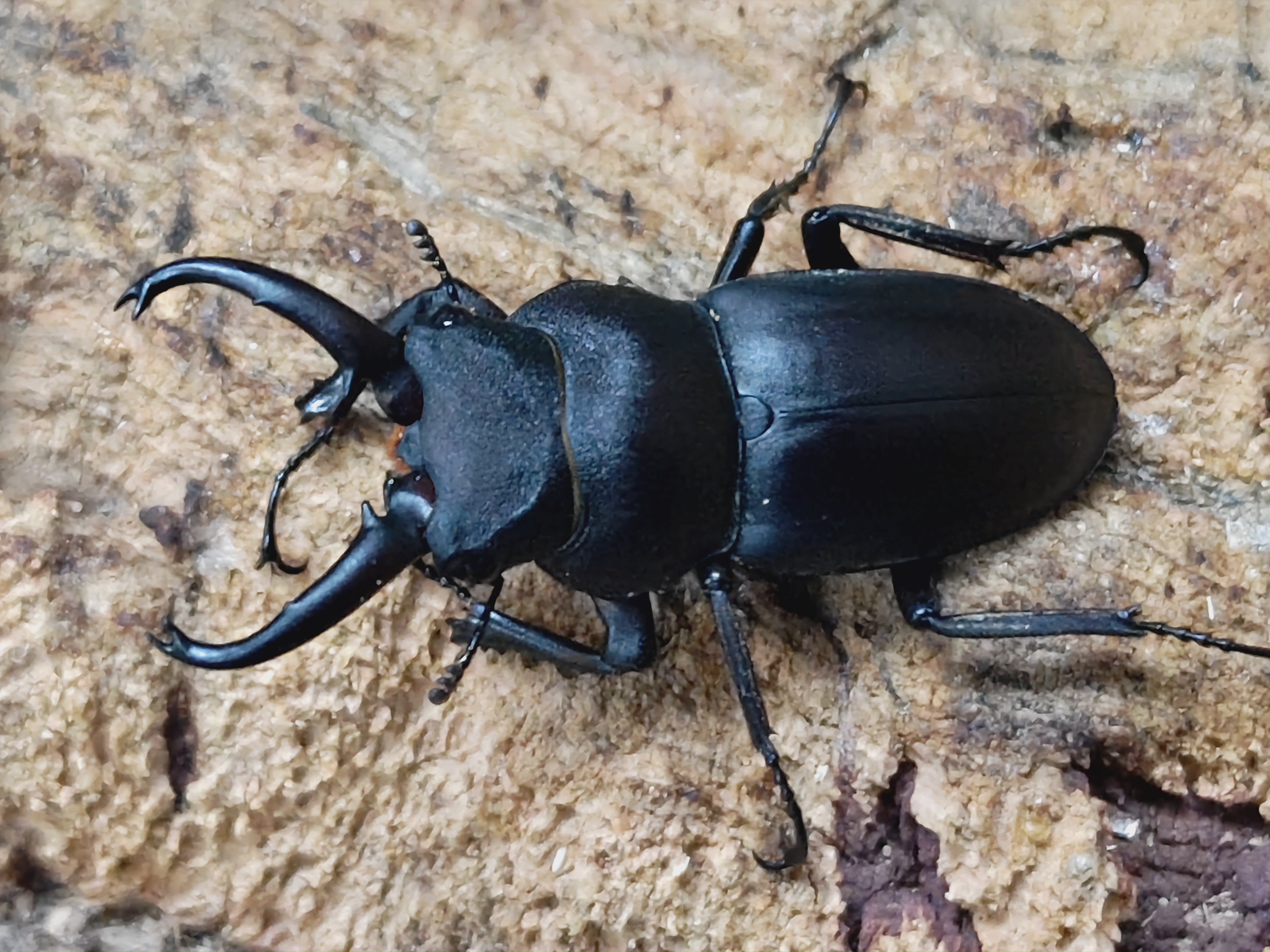 国産外国産カブトムシ・クワガタムシ等昆虫専門店カラーズ – クワガタムシ・カブトムシ昆虫専門店COLORS