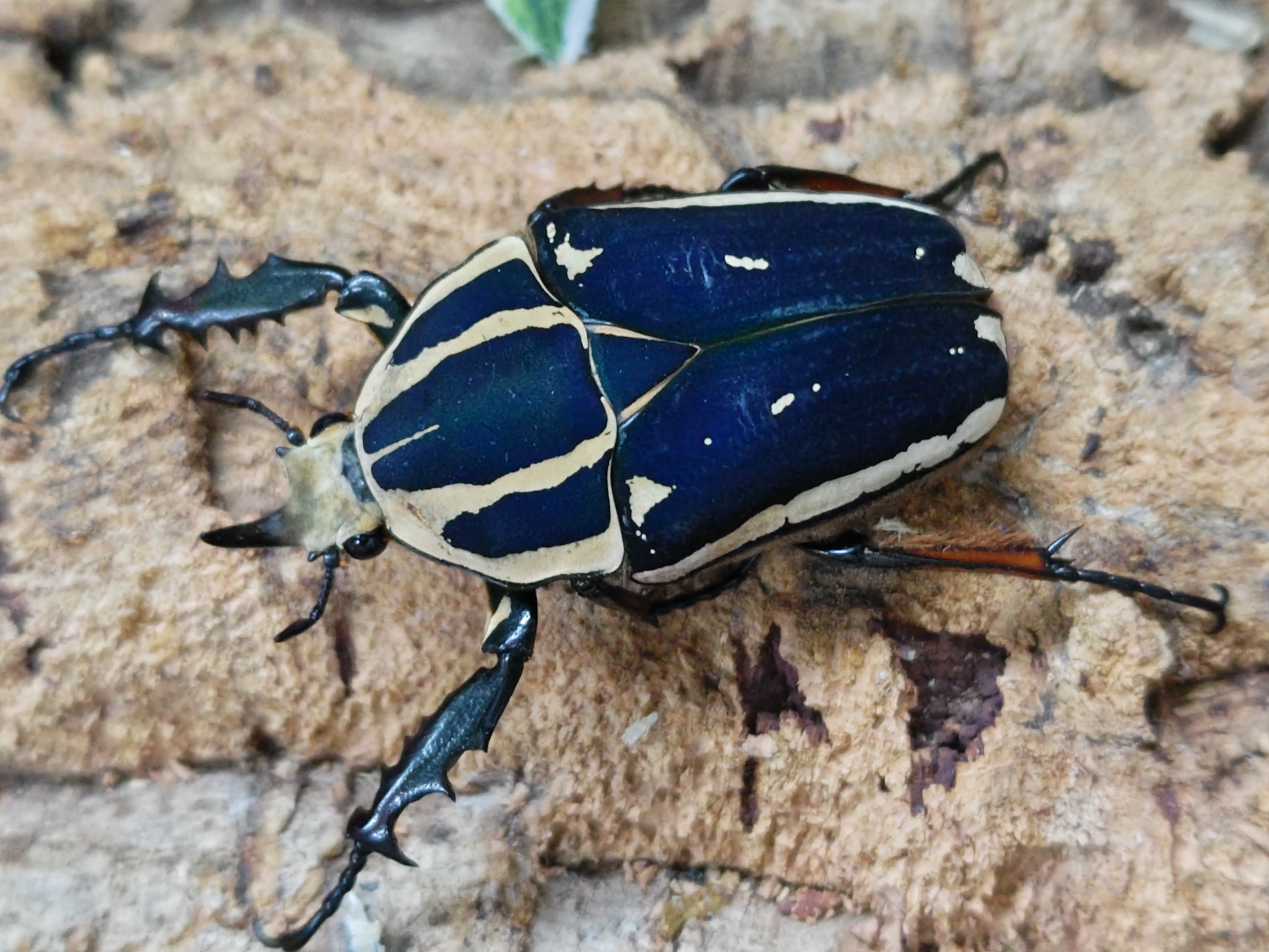 国産外国産カブトムシ・クワガタムシ等昆虫専門店カラーズ – クワガタムシ・カブトムシ昆虫専門店COLORS